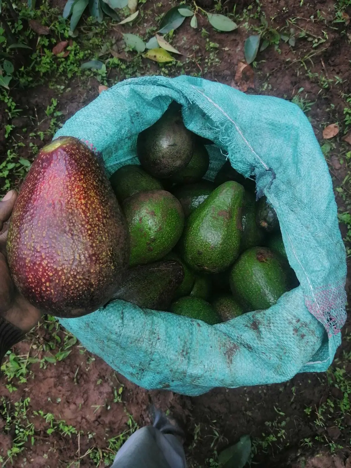 ZARF Avocados